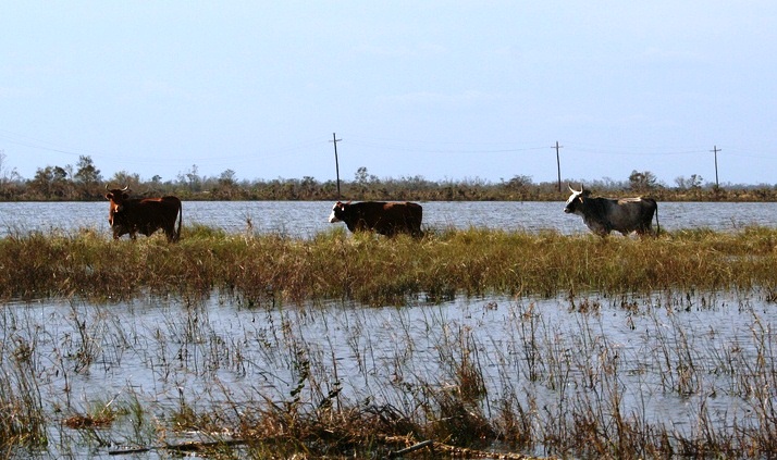 Cattle stranded after hurricane tidal surge