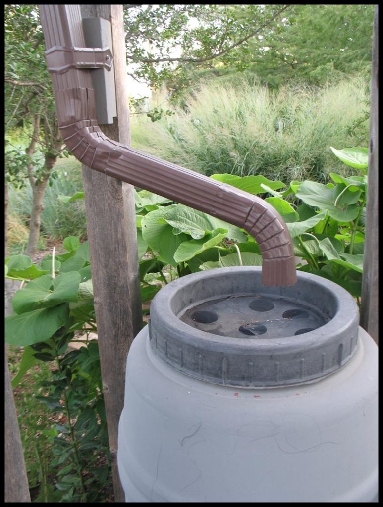 A gutter downspout directing into a gray rain barrel for rainwater harvesting