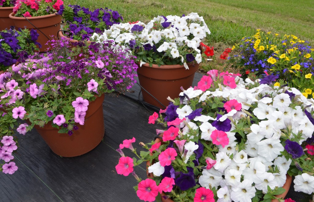Container plant trials composed of different colorful flower varieties including pansies in large terracotta pots,