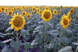 sunflowers acres