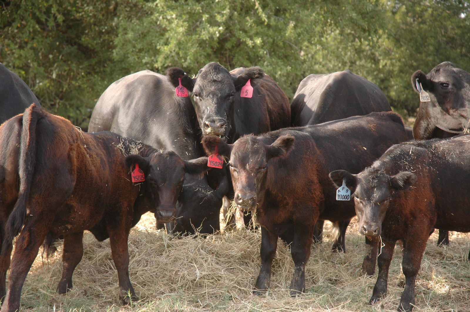Texas A&M Beef Cattle Short Course to feature market outlook, future of