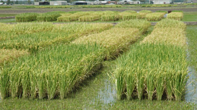 Rice Variety Trials
