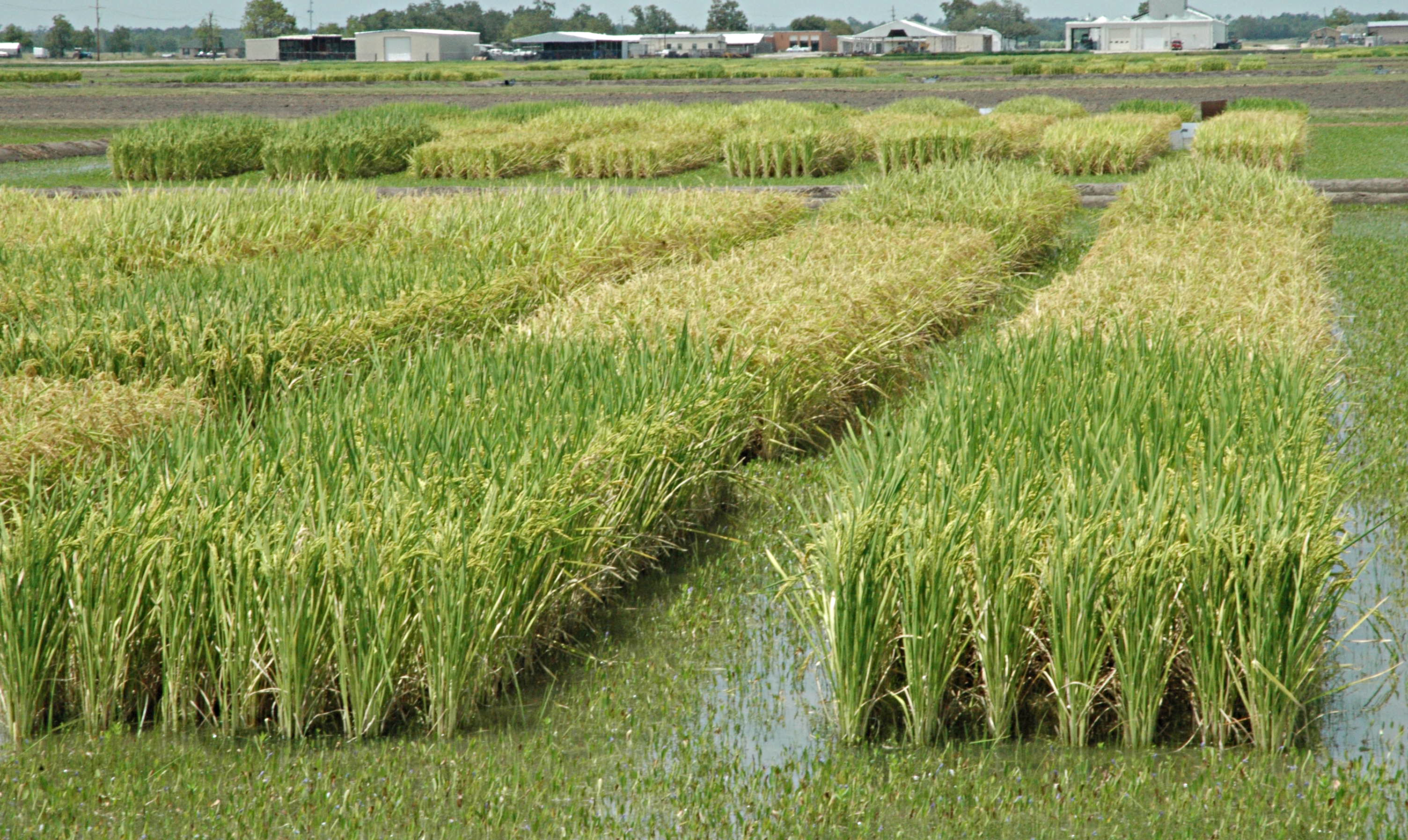 AgriLife Research rice field day set July 14 in Beaumont