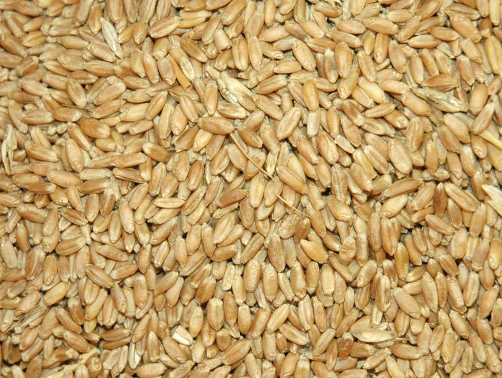 muestra de grano de trigo para la clasificación de granos