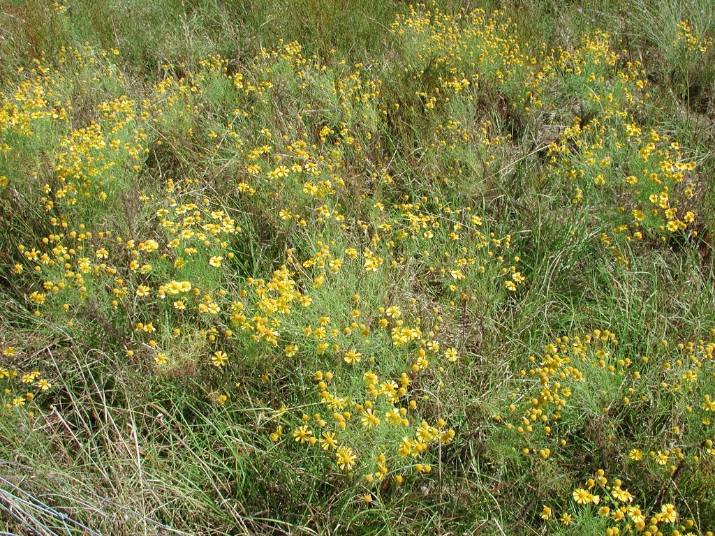 Yellow Bitterweed is an important part of native bee habitats. 