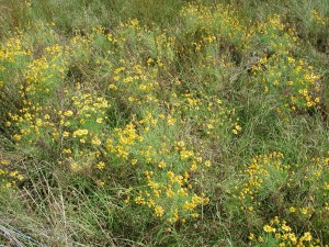 Yellow Bitterweed