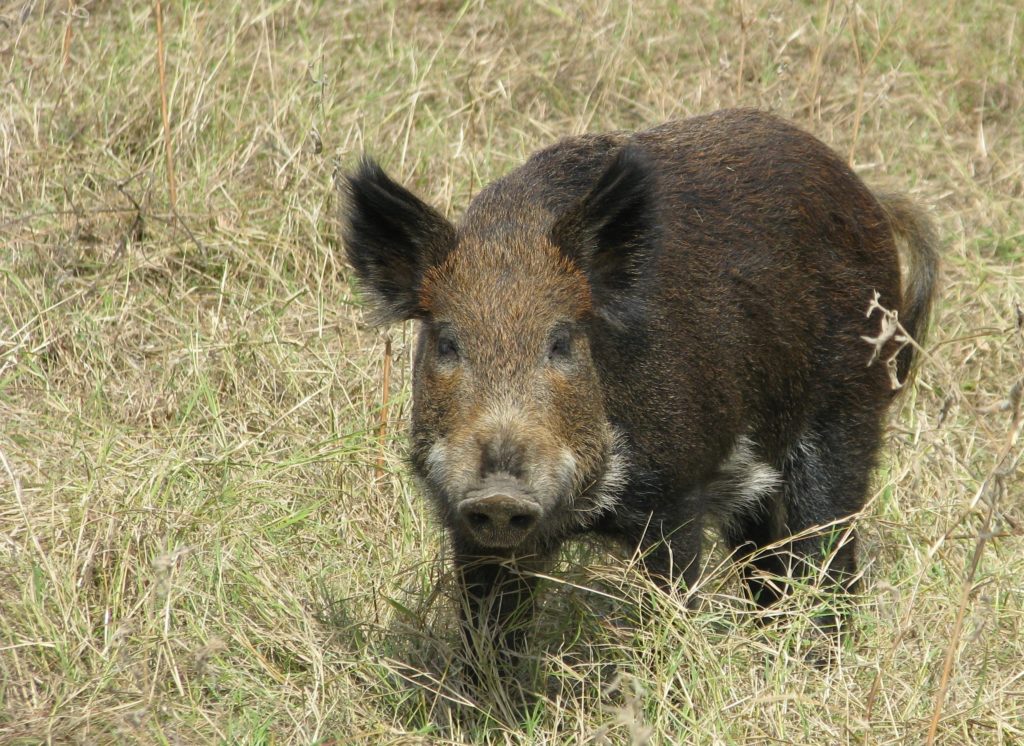 A dark brown feral hog in Texas. It looks directly at the camera and is in tall, dry grasses.