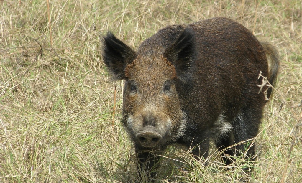 A dark brown, furry feral hog stands in a field of dry grass and is looking at the camera.