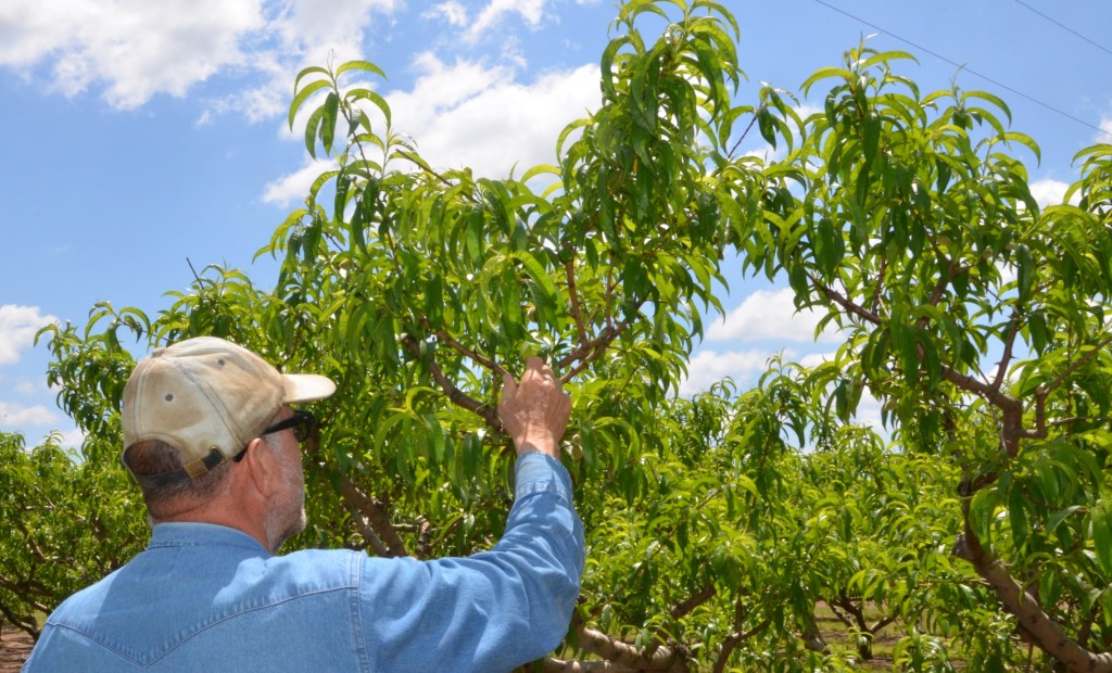 A man in a white cap and jean shirt holds up an arm as he examines a fruit tree. This illustrates that fruit trees are an option for small landowners in Texas.