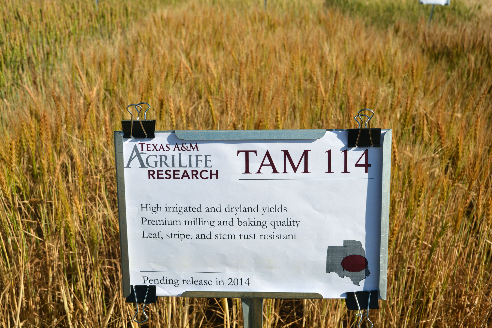Texas A&M AgriLife-bred wheat varieties top Texas producer choices