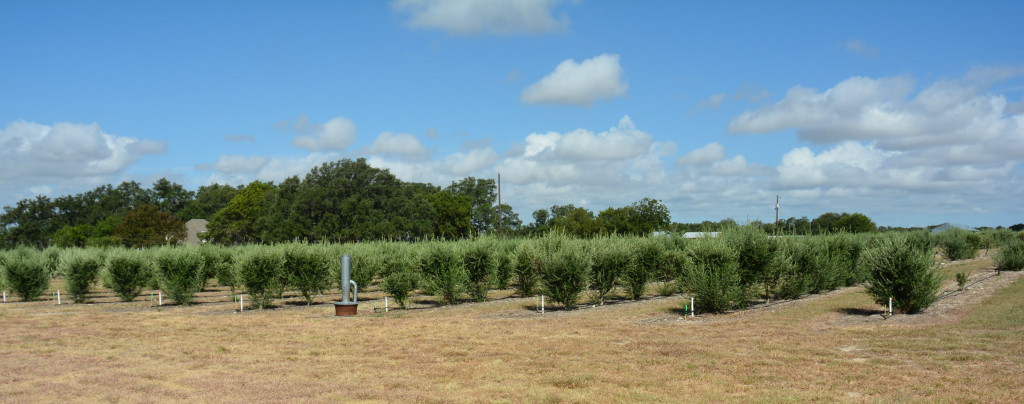 A grove of olive trees in Central Texas being used for olive oil production.