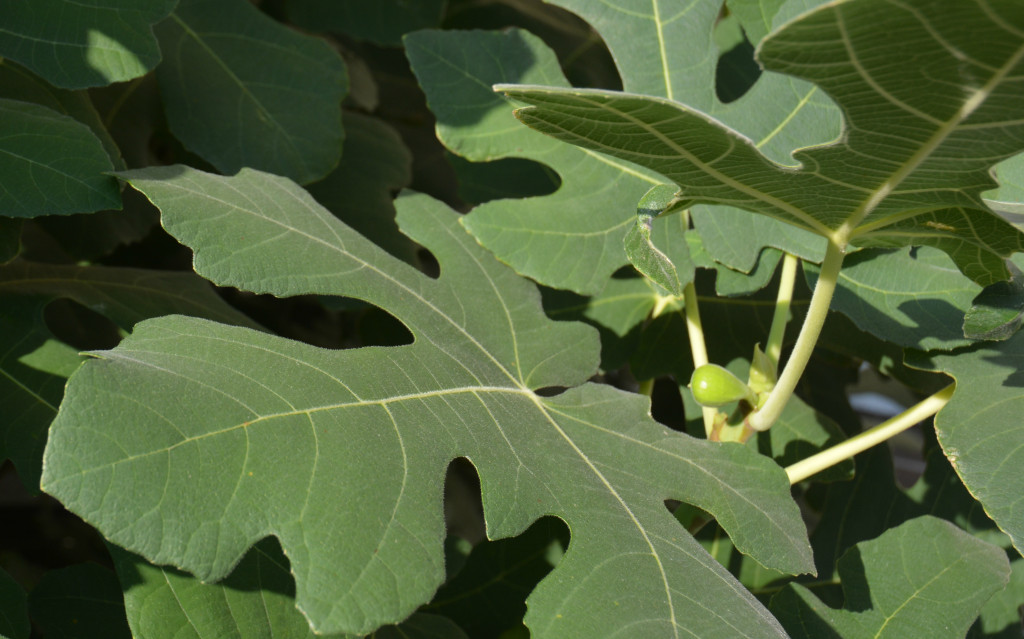 Fig tree leaves surround a developing fig. The leaves are a medium green with the fig a bright, light green color.
