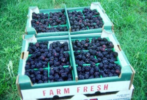 Blueberries in crates