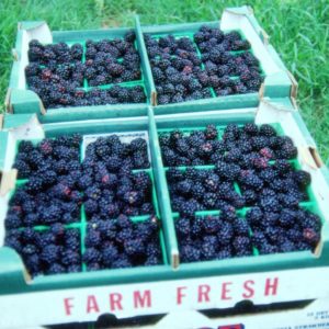 Blueberries in crates