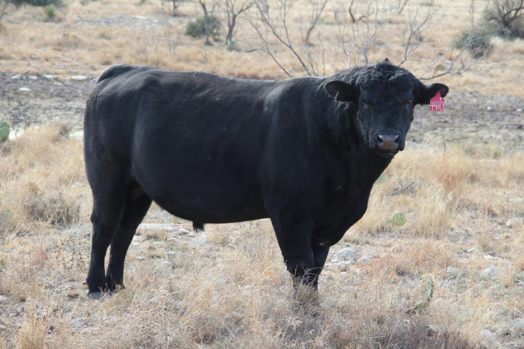 a black bull in a pasture