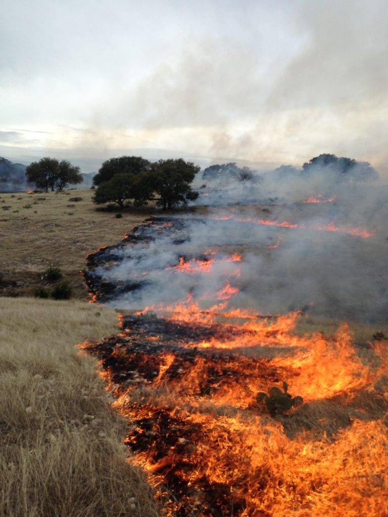 A prescribed fire to control cedar and prickly pear to increase native perennial grass burns across native range in Gillespie County. Half the photo shows land in flame, while the other half has yet to burn.