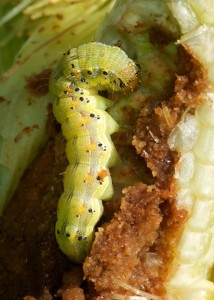cotton bollworm