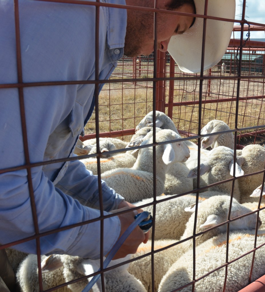 A rancher uses a spray nozzle to put an orange  identification mark on white sheep with an on their wool in a pen. The man wears a white cowboy hat and ears a chambray hat as he works outside.