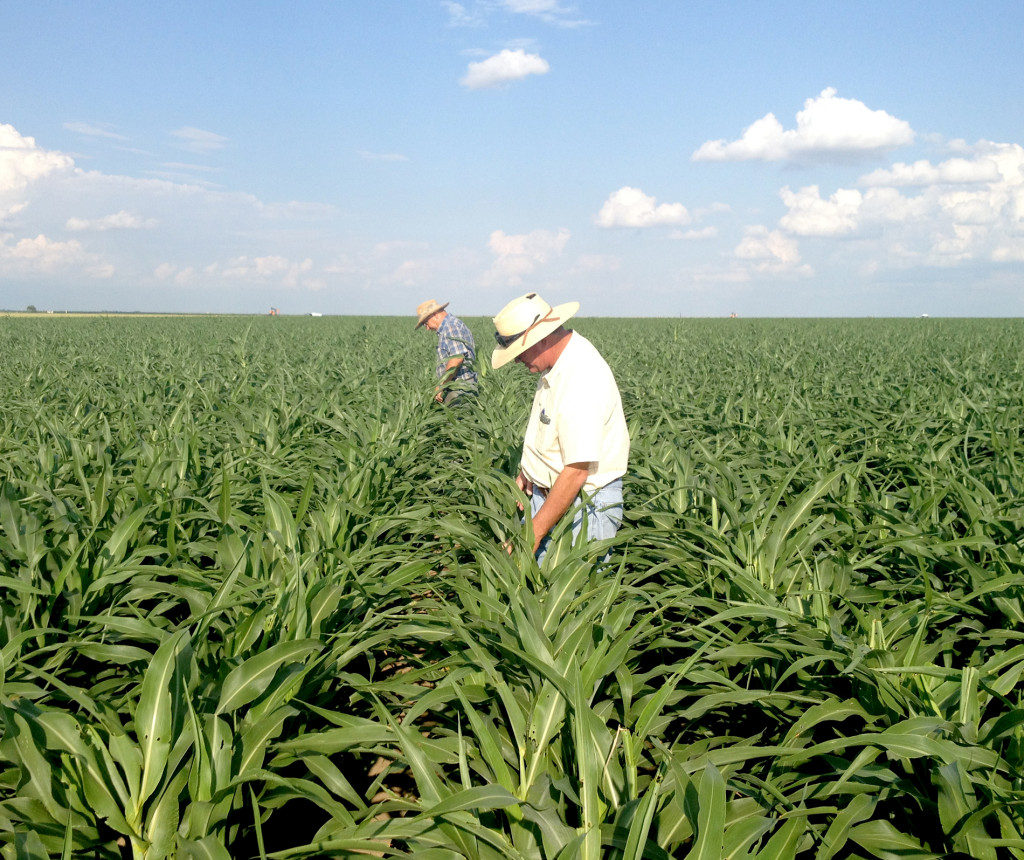 two men walk through a field a waist-tall sorghum scouting for pests