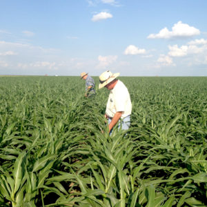 Northern Panhandle pest scouting school set April 13 in Amarillo