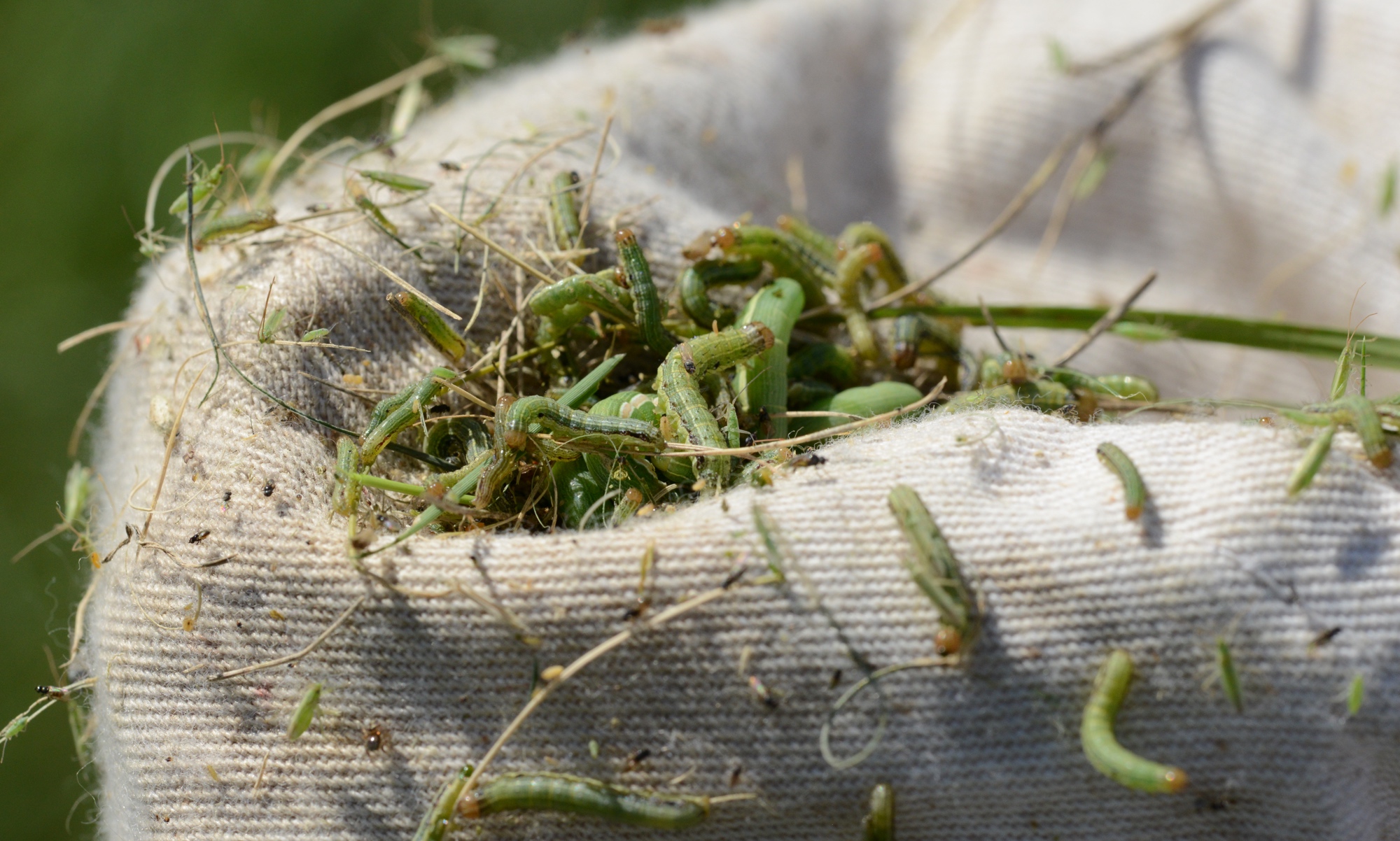 A sack filled with green army worms