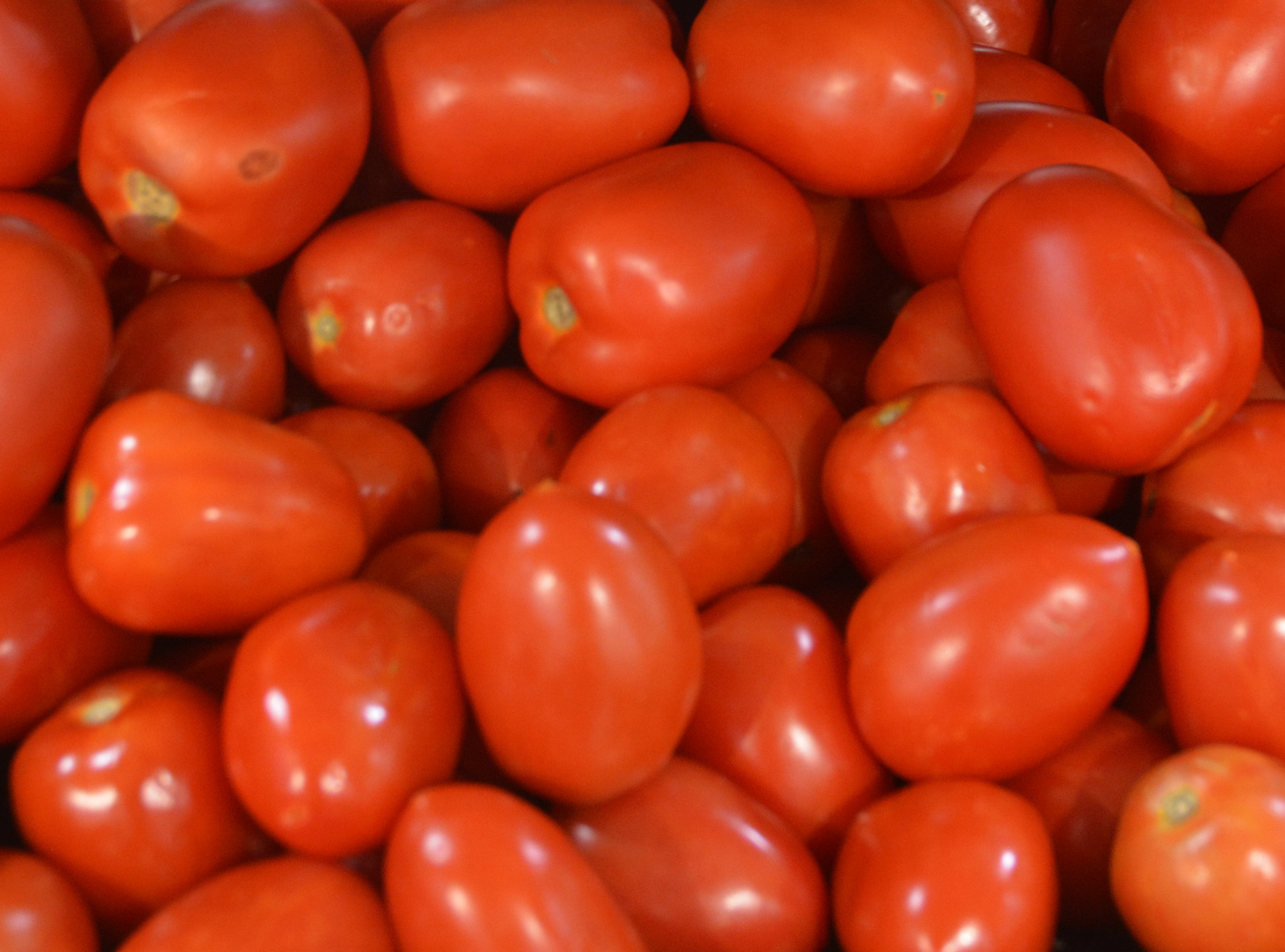 Tomato product. Томат Антонио. Полевой томат. Томаты полевые Кубань фото.