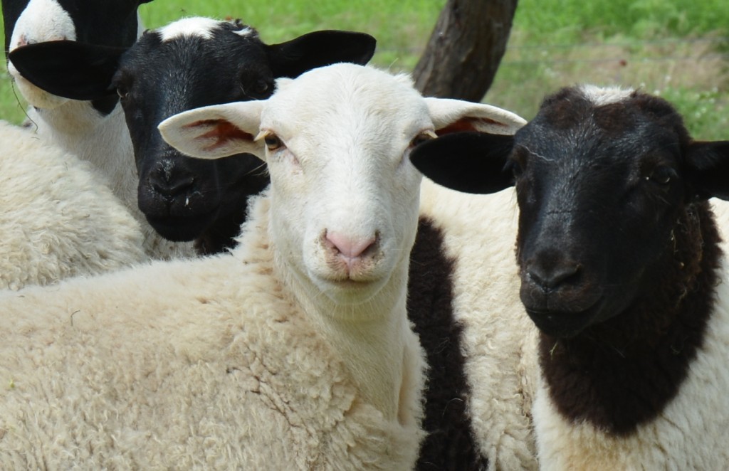 Un grupo de ovejas de pelo mirando a la cámara.  Uno tiene la cara blanca mientras que los otros dos son blancos y negros.