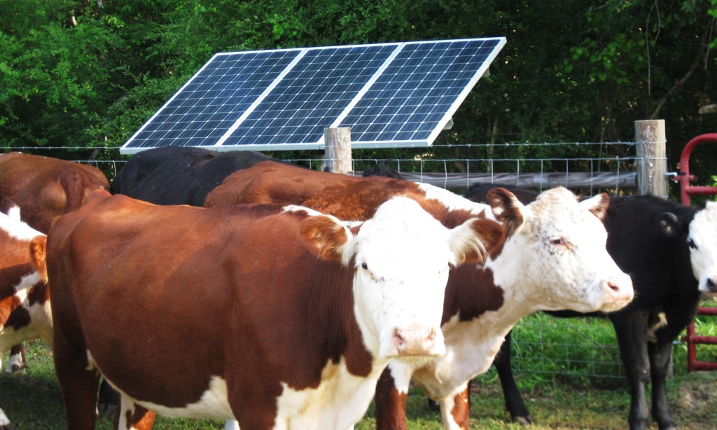 cattle in a pen with a solar panel in the background