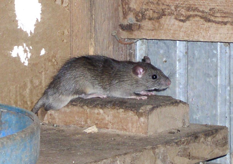 A rodent huddles in a corner on a ledge in what looks like a barn. One wall is wood and the other is tin.