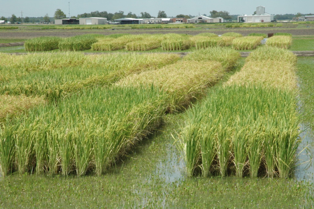 Rice fields in Beaumont at the Texas A&M AgriLife Research and Extension Center. The fields hold green rice plants of varying sizes sitting in water-covered land. The shot is from an overhead angle.