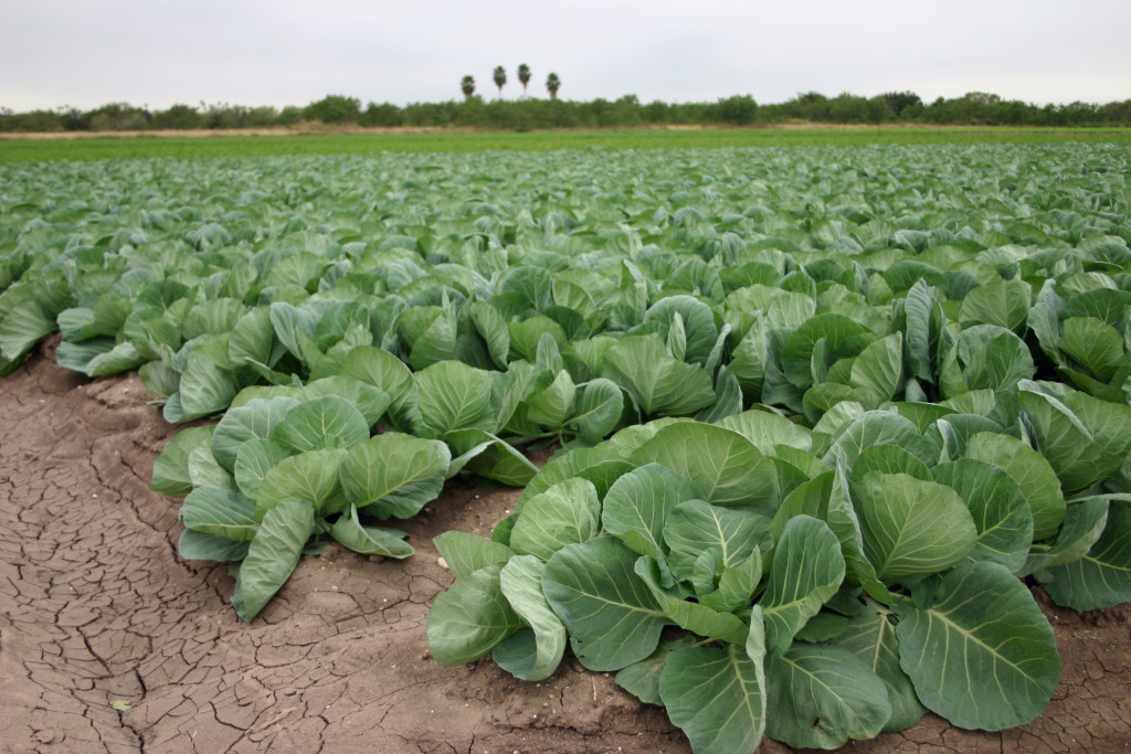 Cabbage are winter vegetable crops in South Texas.