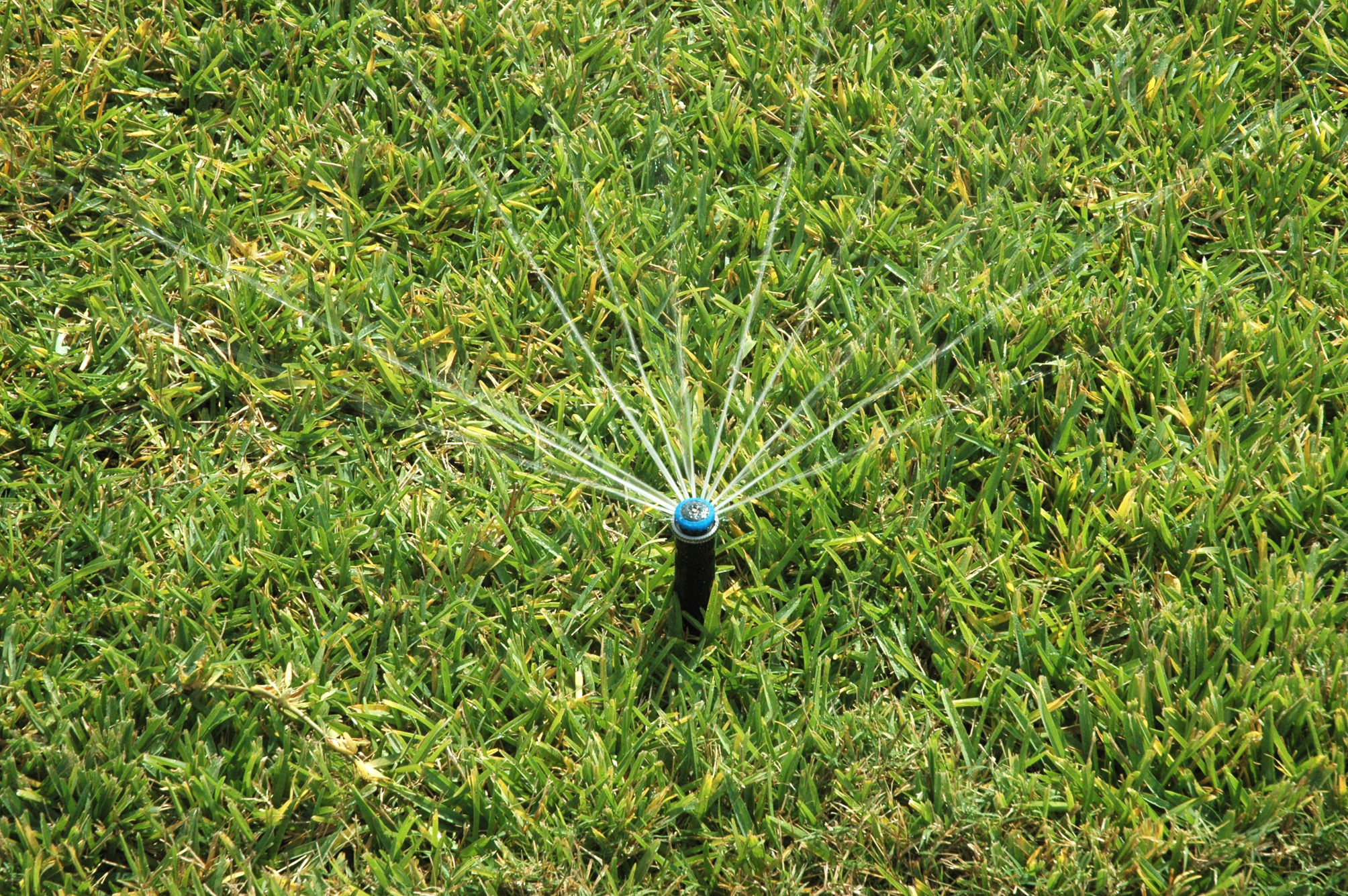 WaterMyYard app reminds when, how much to irrigate lawnsAgriLife Today