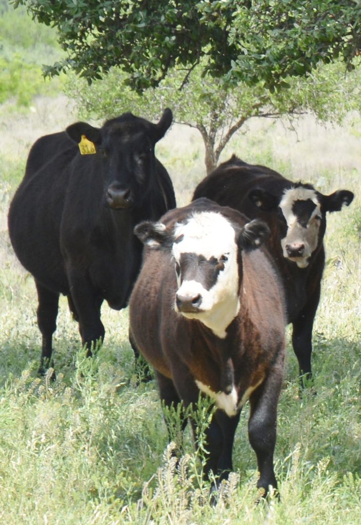 beef cattle short course - cattle in pasture