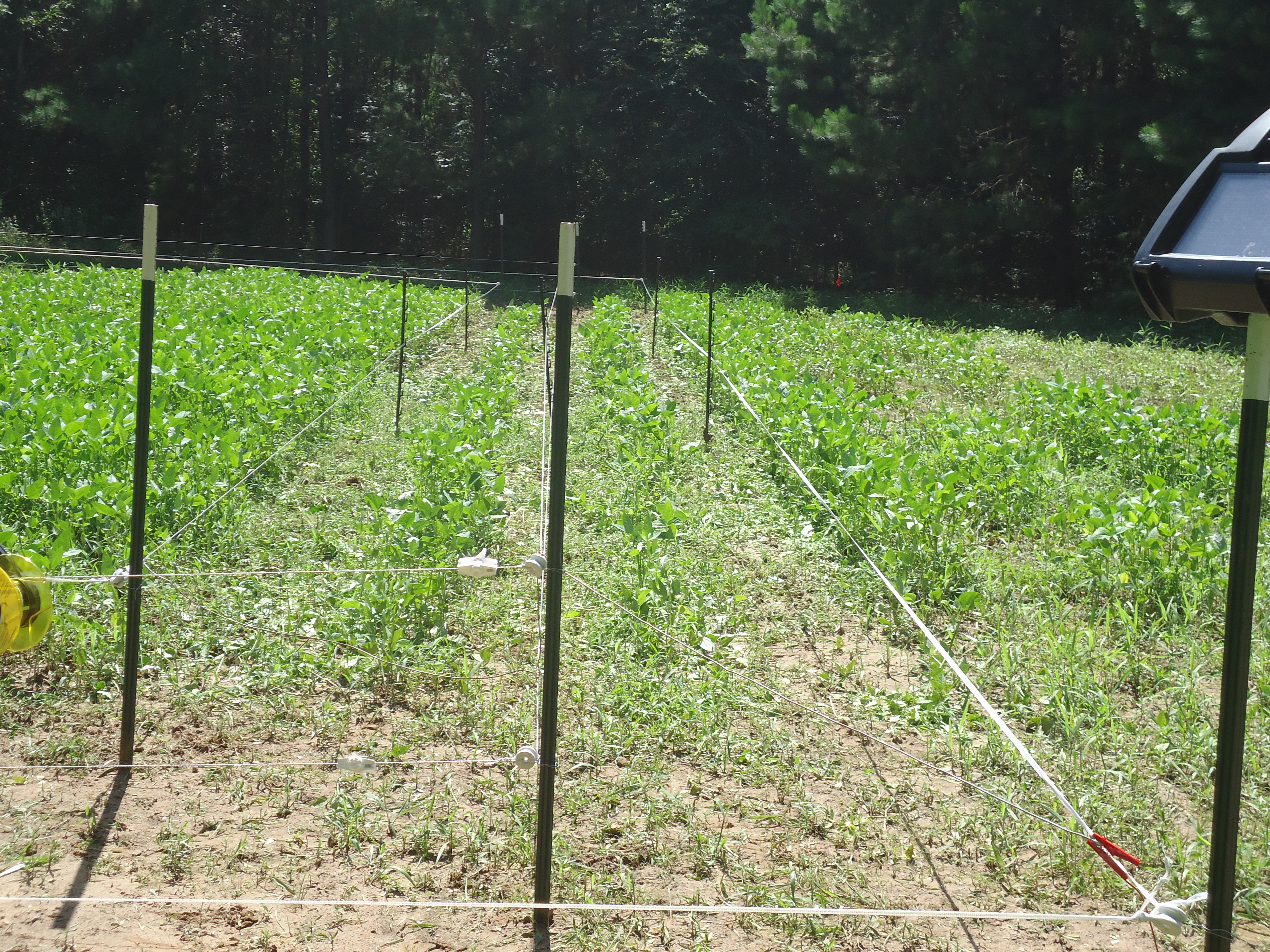 Four Wire Electric Fence System Best, How To Keep Deer Out Of Garden Electric Fence