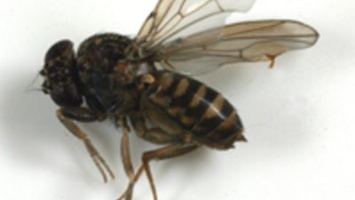 How to get rid of fruit flies in your house - AgriLife Today