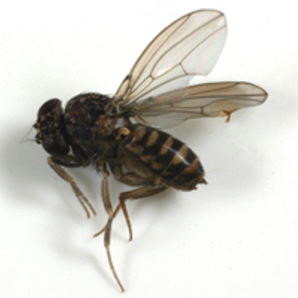 fruit fly - getting rid of fruit flies