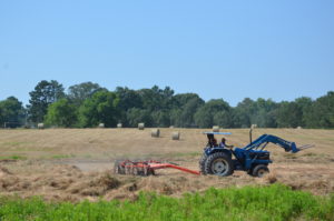 A tractor rakes hay cuttings