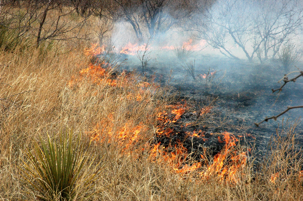 wildfire grass burn