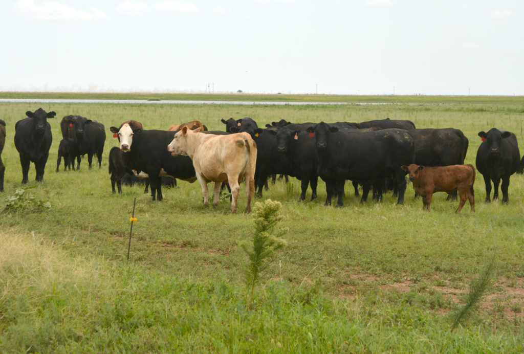 A herd of cows, mostly black but also a yellow one and a dark brown calf, stand in a green pasture. 