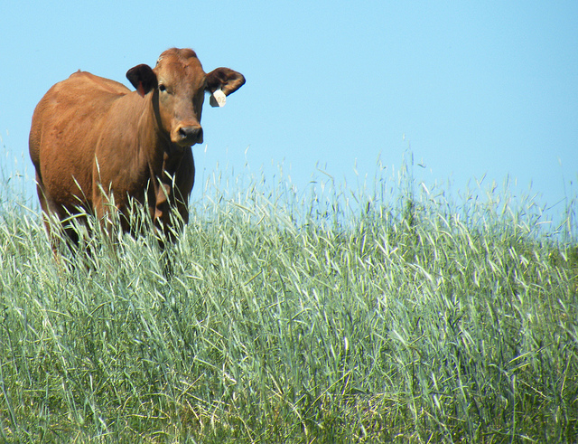 Texas A&M AgriLife photo of cow in ryegrass