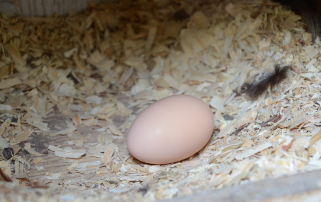An egg produced by backyard chicken