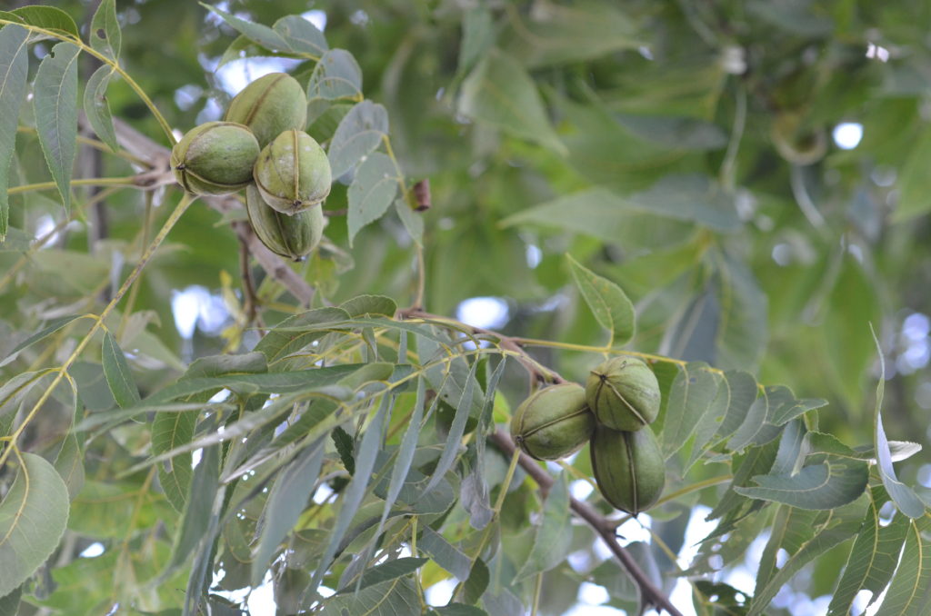 pecan clusters on tree