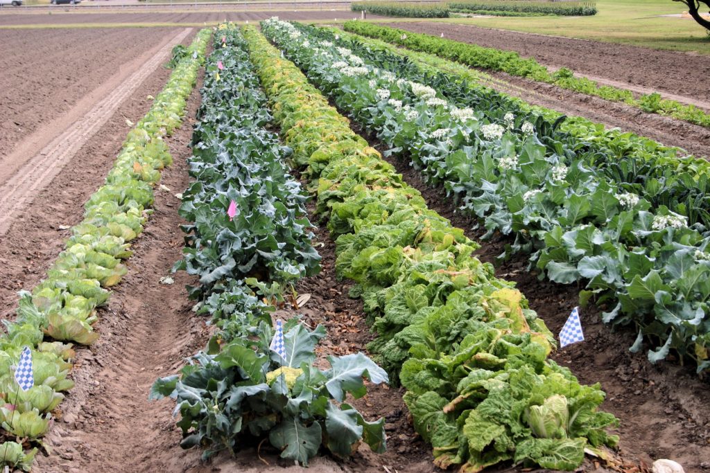 Organically grown row crops in South Texas. 