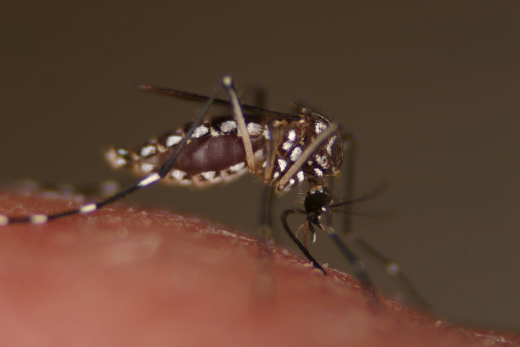 A close-up photo of a mosquito