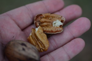 pecan halves in the palm of a growers hand