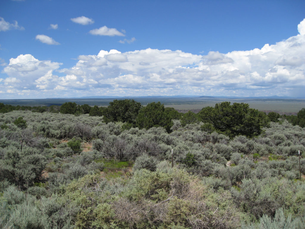 rangeland covered with shrubs and trees and little grass