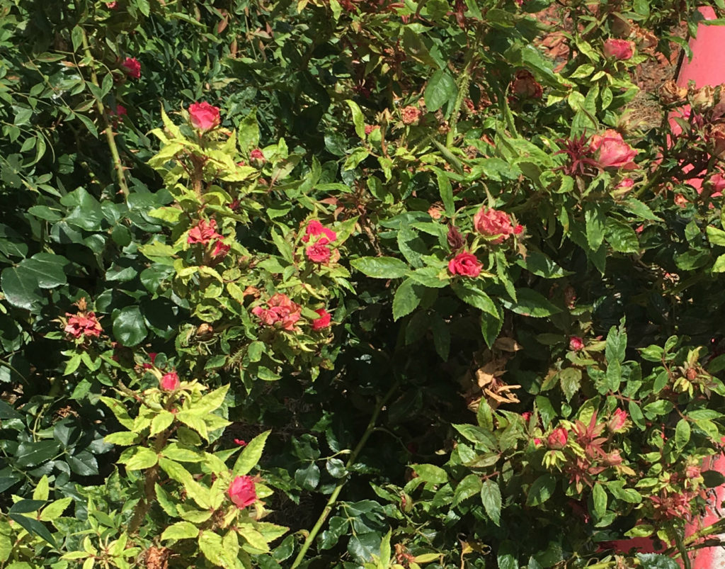 A rose bush showing signs of rose rosette disease. The green bush has red roses in various stages of distress from the virus.