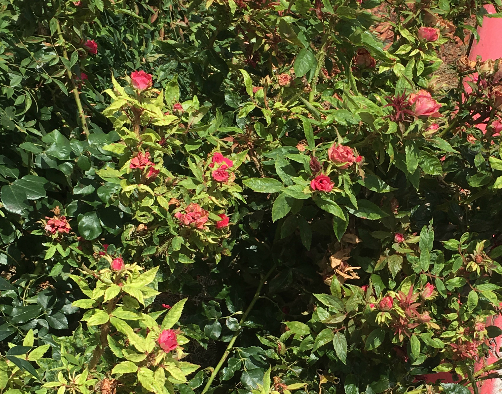Common Rose Leaf Problems - Garden Express