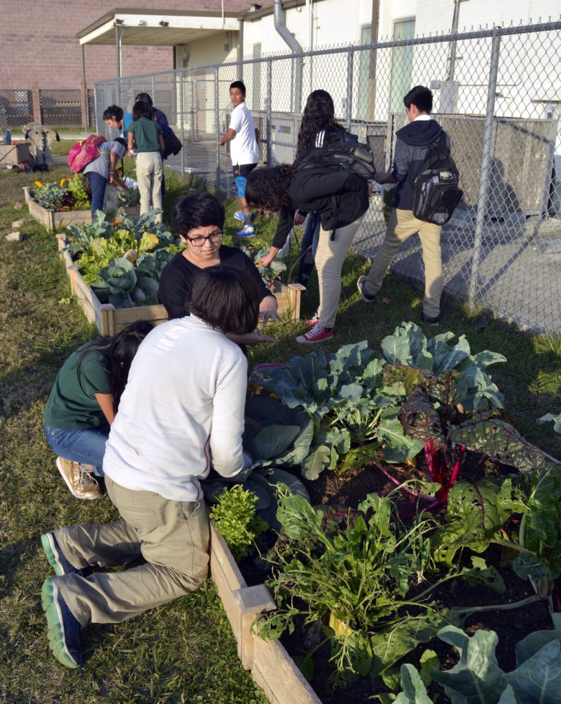 Students kneeling and standing around boxed gardens in the Learn, Grow, Eat and Go! program