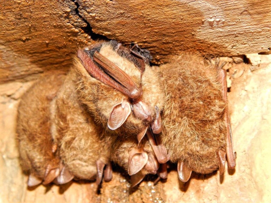 Cluster of tri-colored bats in cave
